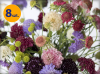 SCABIOSA ATROPURPUREA CHIROCCO MIX 8 SZTUK